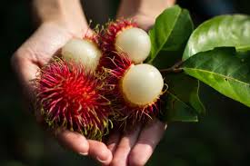 Studies have demonstrated that the antioxidants in the rambutan's rind and aril can stop cancer cell formation.